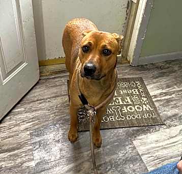 Photo of Honey (Baby Girl)