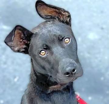 Photo of ONYX