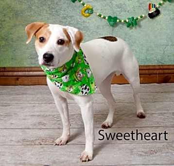 Photo of Sweetheart