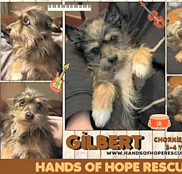 Photo of Gilbert