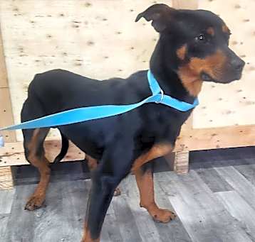 Photo of Dobie