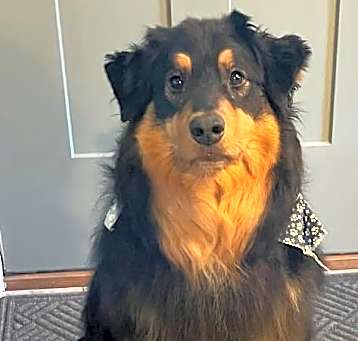 Photo of Huckleberry