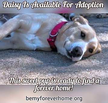 Photo of Daisy