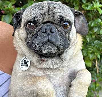 Photo of Ollie