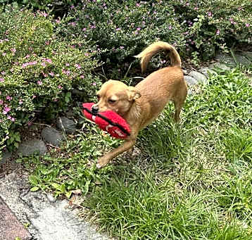 Photo of Milo 2