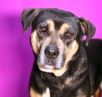 Photo of Flapjack