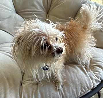 Photo of Momo