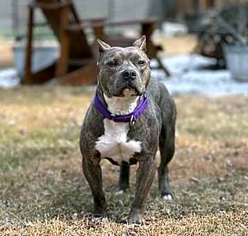 Photo of Sugar Plum (2024)
