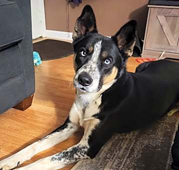 Photo of Bandit
