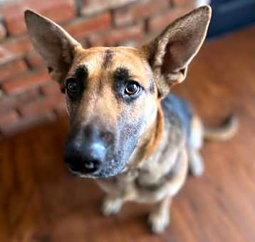 Photo of Nala