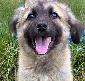 Photo of Penuche K5