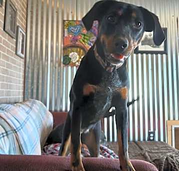 Photo of Dixie