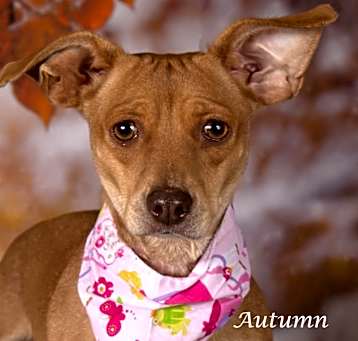 Photo of Autumn
