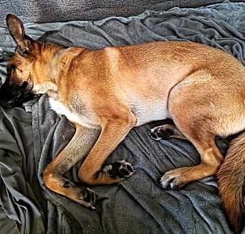 Photo of Maximus