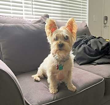 Photo of *** Brownie