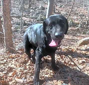 Photo of Cosmo (Hank)