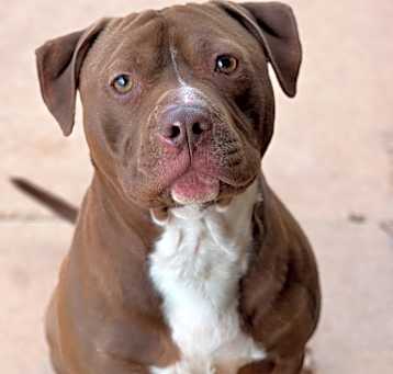 Photo of Finch