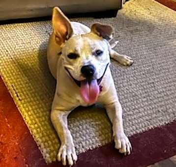 Photo of Nalla