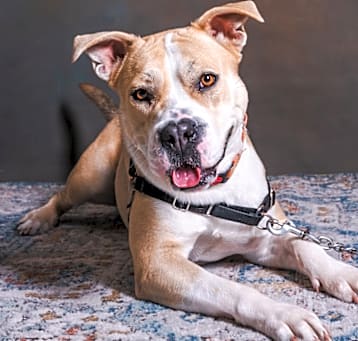 Photo of Smiley 24-4520