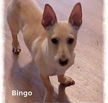 Photo of Bingo