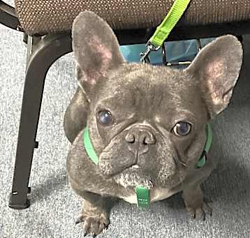 Photo of Gremlin