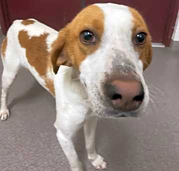 Photo of Goose