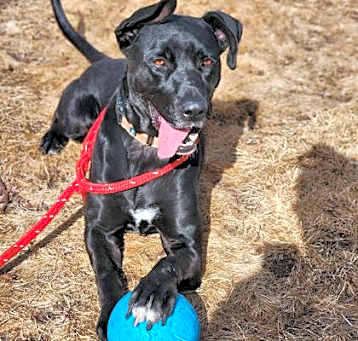 Photo of Clay / (Buddy)