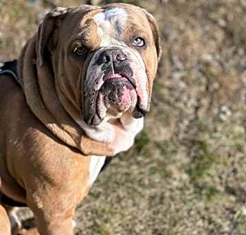 Photo of Bruiser
