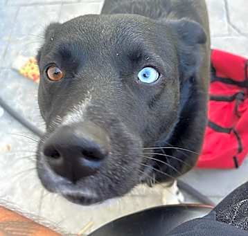 Photo of Bear