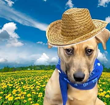 Photo of GOLDEN LAB MIX PUP ,MALE