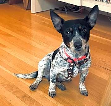 Photo of Gertie