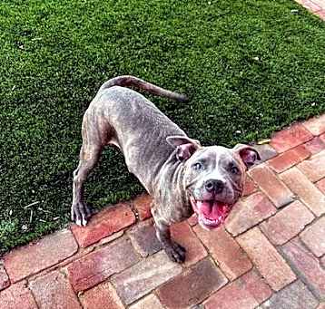 Photo of Clover