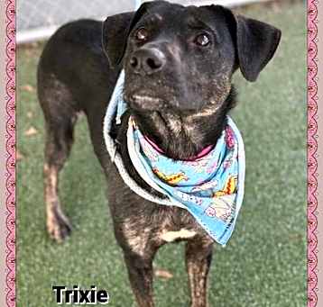 Photo of Trixie(827)