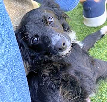 Photo of Phoebe