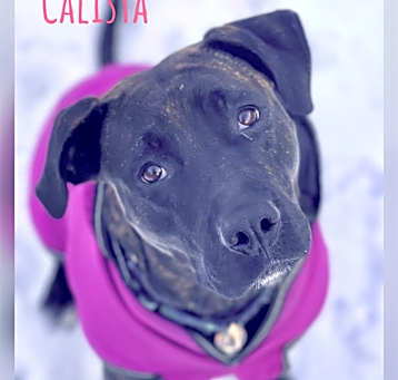 Photo of Calista