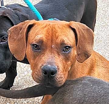 Photo of Scooby