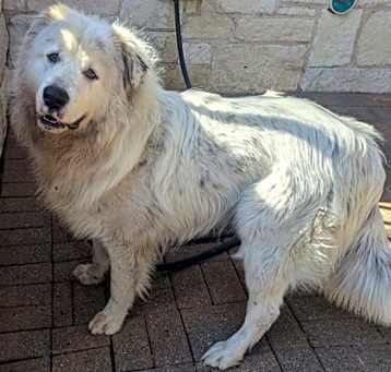 Photo of Blue