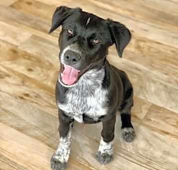 Photo of Scout