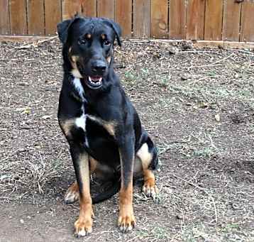 Photo of GOLIAH
