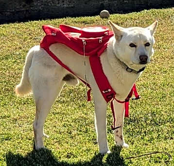 Photo of THOR DOGG