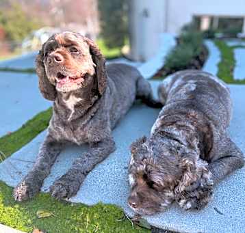 Photo of Roland and Leo