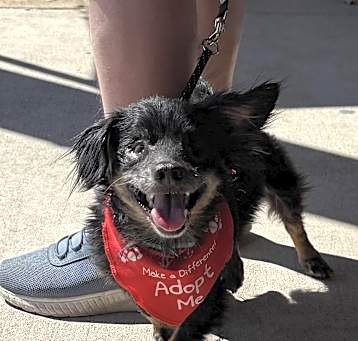 Photo of Sparky