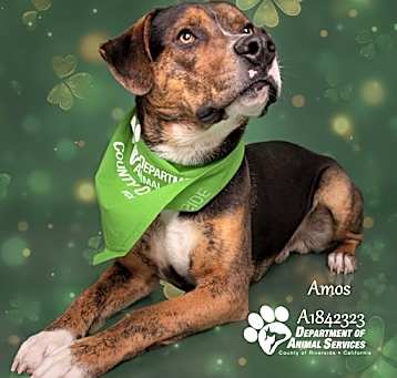 Photo of AMOS