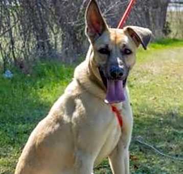 Photo of Chico