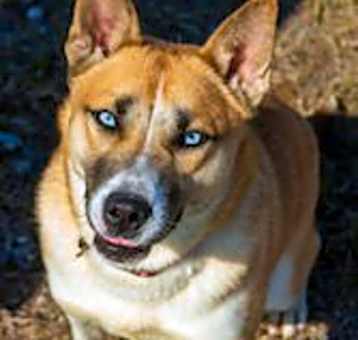 Photo of Kuma