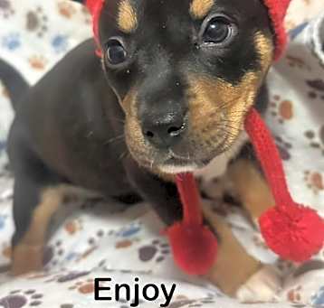 Photo of Enjoy