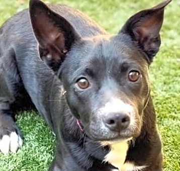 Photo of Alani - Adopt Me!