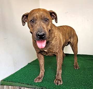 Photo of Clyde
