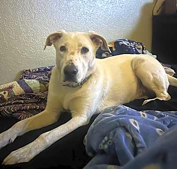 Photo of Daphnie
