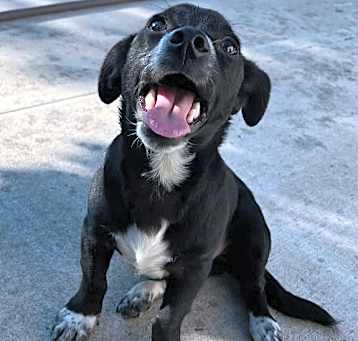 Photo of Rufus